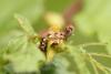 Erannis defoliaria